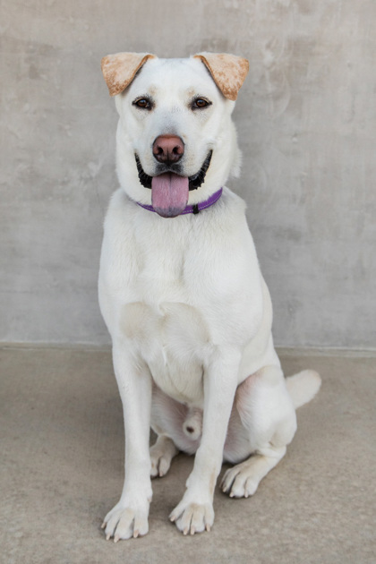 View Stoli the Dog Photo #2