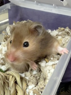 Learn More About Snookie Photo of Snookie