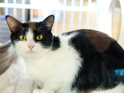 View Bloop the Cat Photo #3