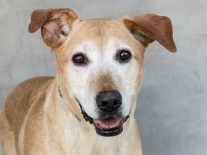 Learn More About Lenny Photo of Lenny