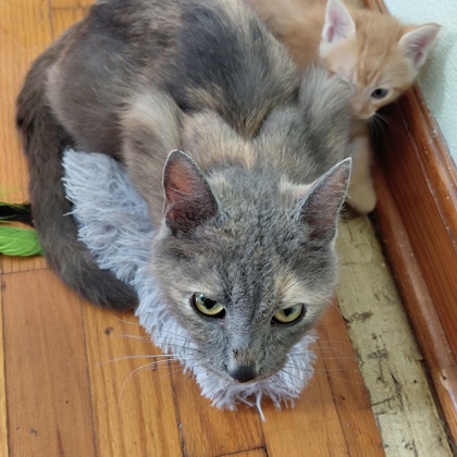ASTRO - Domestic Shorthair / Mix for adoption in Rockford