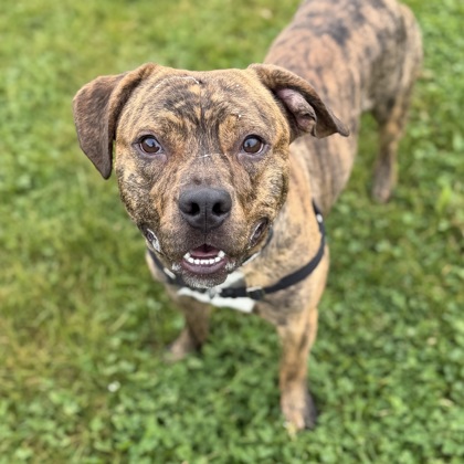 LIL KEV - Mixed Breed, Medium (up to 44 lbs fully grown) / Mix available for adoption