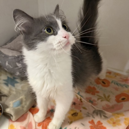 BROOKLYN - Domestic Medium Hair / Mix available for adoption