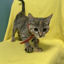 MARCELINE - Domestic Shorthair / Mix available for adoption
