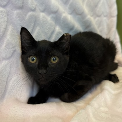 SPROUT - Domestic Shorthair / Mix available for adoption