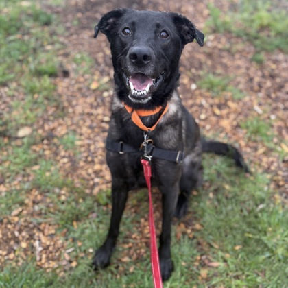 HERCULES - Mixed Breed, Medium (up to 44 lbs fully grown) / Mix for adoption in Rockford