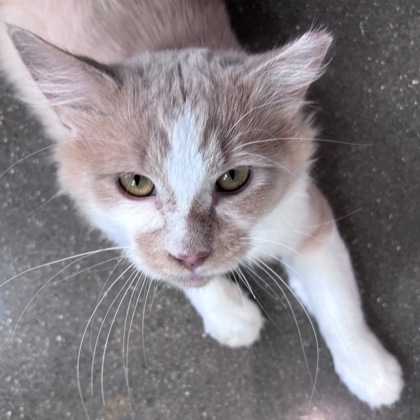 KEEGAN - Domestic Medium Hair / Mix available for adoption