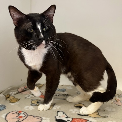 CEASAR - Domestic Shorthair / Mix available for adoption