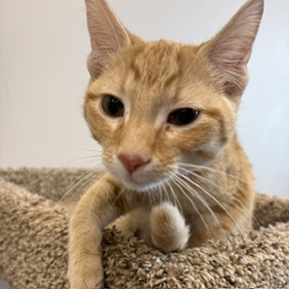 RANDALL - Domestic Shorthair / Mix available for adoption