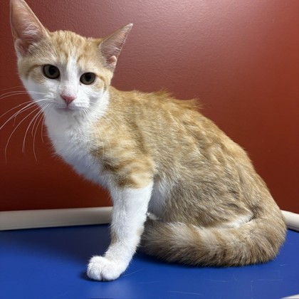 CAROUSEL - Domestic Medium Hair / Mix available for adoption