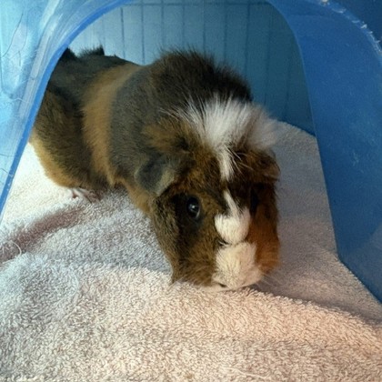 BLONDIE - Guinea Pig / Guinea Pig available for adoption
