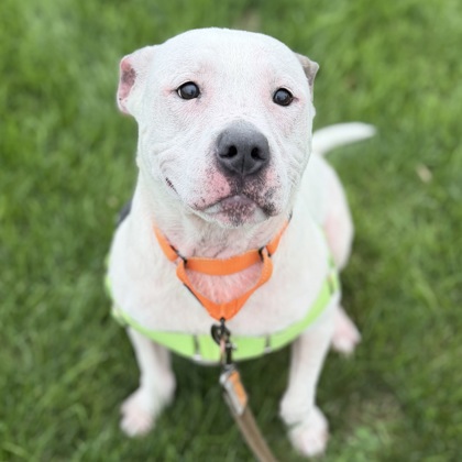 ROCKY - Mixed Breed, Large (over 44 lbs fully grown) / Mix available for adoption