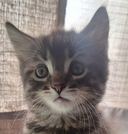 CHANCE - Domestic Medium Hair / Mix available for adoption