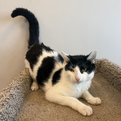 OBSIDIAN - Domestic Shorthair / Mix available for adoption