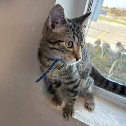 MOSS - Domestic Shorthair / Mix available for adoption