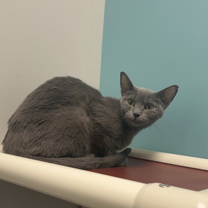 ASH - Domestic Shorthair / Mix available for adoption
