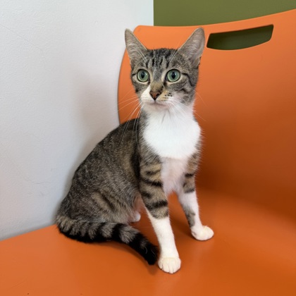 TIGRA - Domestic Shorthair / Mix for adoption in Rockford