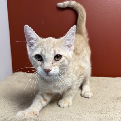 CHEESE - Domestic Shorthair / Mix available for adoption