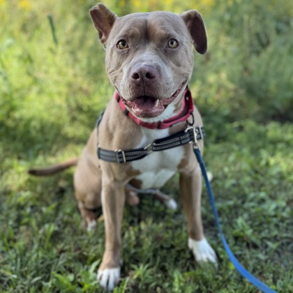 CLIFFORD - Mixed Breed, Medium (up to 44 lbs fully grown) / Mix available for adoption