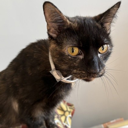 CALI - Domestic Shorthair / Mix available for adoption