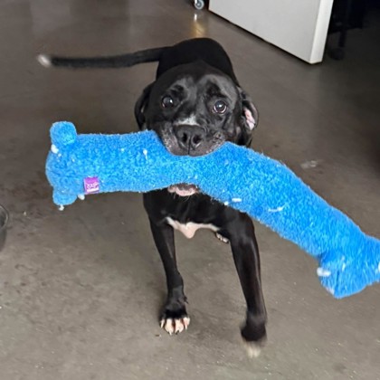 ROSCOE - Mixed Breed, Large (over 44 lbs fully grown) / Mix available for adoption