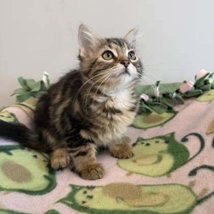 BRAMBLECLAW - Domestic Medium Hair / Mix available for adoption