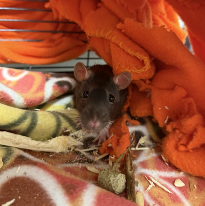 CAKE - Rat / Rat available for adoption