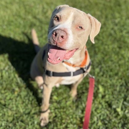 KOBE - Mixed Breed, Medium (up to 44 lbs fully grown) / Mix available for adoption