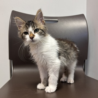 CASPER - Domestic Medium Hair / Mix available for adoption