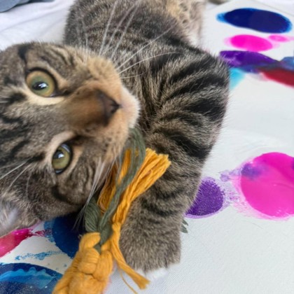 TACO BELL - Domestic Shorthair / Mix available for adoption