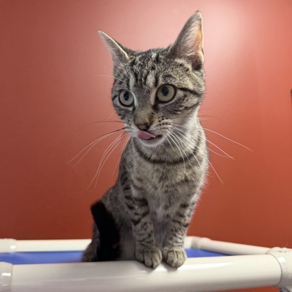 VAGHAR - Domestic Shorthair / Mix available for adoption