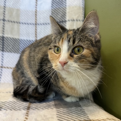 PEACHES (SGN) - Domestic Medium Hair / Mix available for adoption