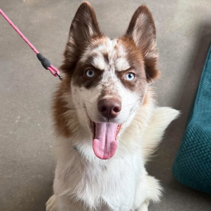LUNA - Mixed Breed, Medium (up to 44 lbs fully grown) / Mix available for adoption