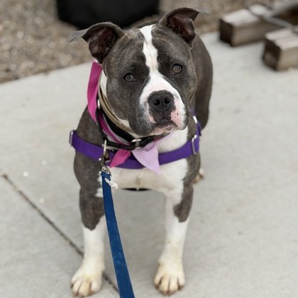 BRINDI - Mixed Breed, Medium (up to 44 lbs fully grown) / Mix available for adoption