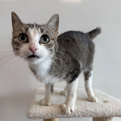 POPPY - Domestic Shorthair / Mix available for adoption