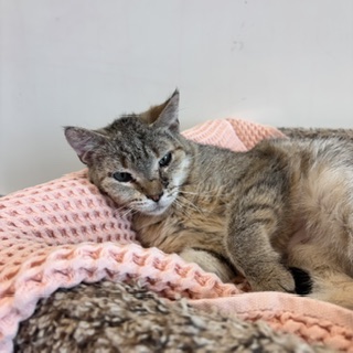 MAISY - Domestic Shorthair / Mix available for adoption