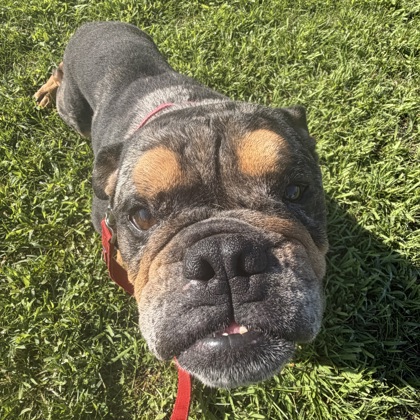 BODIE - English Bulldog / Mix available for adoption