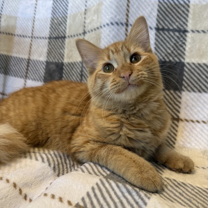 LEWIS (SGN) - Domestic Medium Hair / Mix available for adoption