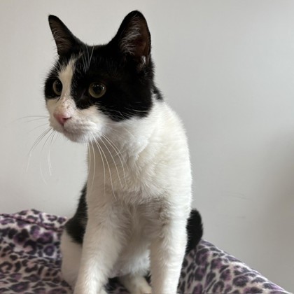 NOMAD - Domestic Shorthair / Mix available for adoption