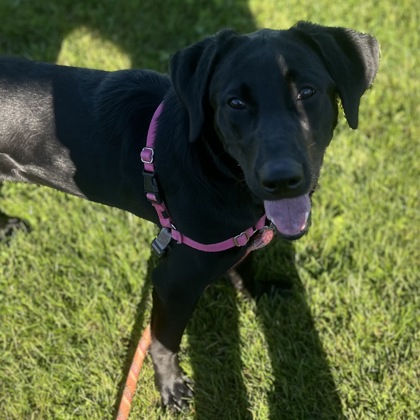 BRIGITTE - Mixed Breed, Large (over 44 lbs fully grown) / Mix available for adoption