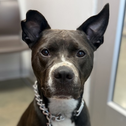 ASTRID - Mixed Breed, Medium (up to 44 lbs fully grown) / Mix available for adoption
