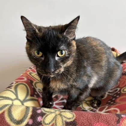 CALI - Domestic Shorthair / Mix available for adoption