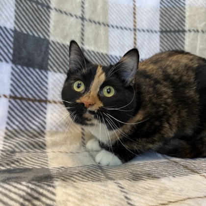 PLUM (SGN) - Domestic Medium Hair / Mix available for adoption