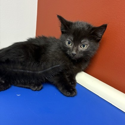 BEETLE - Domestic Shorthair / Mix available for adoption