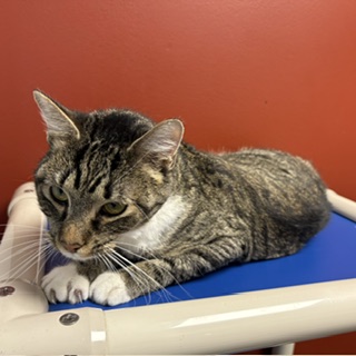CAROLINE - Domestic Shorthair / Mix available for adoption