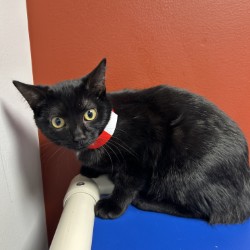 BARREL (SGN) - Domestic Shorthair / Mix available for adoption