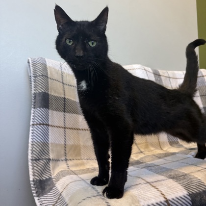 TOEZER (SGN) - Domestic Shorthair / Mix available for adoption