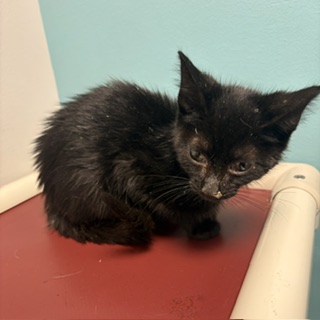 HUDSON - Domestic Shorthair / Mix available for adoption