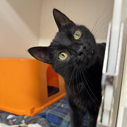 CHARON - Domestic Shorthair / Mix available for adoption