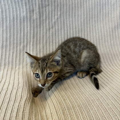 MARS - Domestic Shorthair / Mix available for adoption